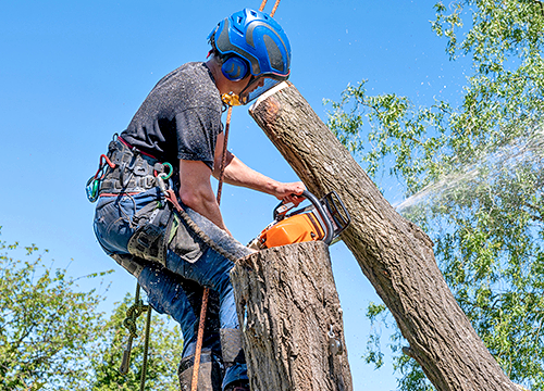 manchester tree surgeon

