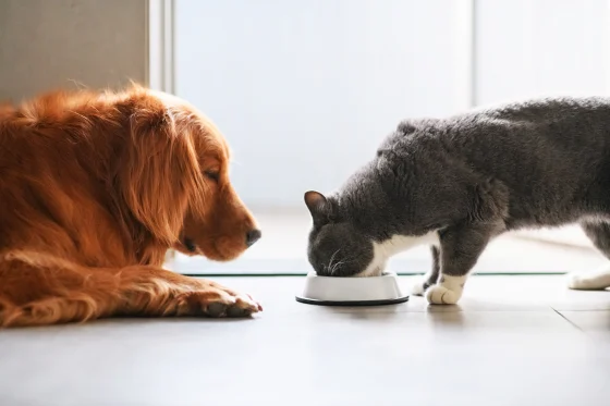 Pet Food Reviews